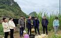 百色老区山村蝶变 金融活水润泽乡土