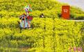 航拍江苏高邮“湖上花海”金色油菜花“绘就”最美春天