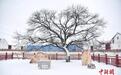 山东滨州：雪后冬景美如画
