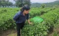 武陵山老茶树的新生机