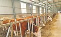 “北牛南调”？福建这里打起了“牛算盘”