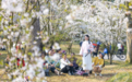 樱花盛放 百亩花海绘就春日画卷