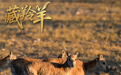 场面壮观！上万头藏羚羊结伴大迁徙