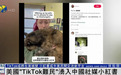 深度解析：小红书“交猫税”有何玄机？“TikTok难民”流量会如何发展？