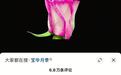 用二舅“刘宝华”命名的新品种月季已正式申报，提点子网友发声