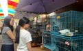 “星期宠物”成投诉热点 猫狗宠物为何活不过7天？