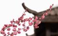 春日梅花开正艳，烂漫景致引客来