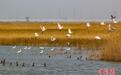 天津北大港湿地：候鸟归来绘春景