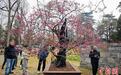 南京玄武湖畔600多岁明代古梅开花报春