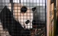 大熊猫“荷风”“兰韵”启程赴奥地利