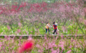 重庆南川：赏花经济持续升温 桃林盛宴点亮乡村新景