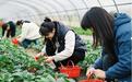 （乡村行·看振兴）江西安义：草莓“丰”景好 农民日子甜