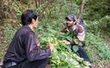 多国留学生太行山南麓寻草药 体验“药旅融合”之趣