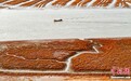 山东青岛：河海湿地斑斓如画
