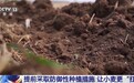 越冬前查苗补种、保墒防冻、封闭除草 让小麦更“扛造