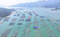 探访福建宁德三都澳白基湾渔排养殖区