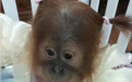 猩猩幼崽“穿衣扎辫”引热议，园方称为保暖好看，专家提醒：或干扰自身温度调节，不利于动物