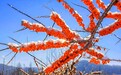 吕梁野山坡：沙棘产业再升级 老牌子蹚新路子