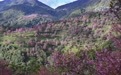 美丽中国｜云南南涧：无量山冬樱花绽放(11)