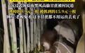四川“9.9元偷甘蔗”火了！偷感狂欢背后的风险不可忽视
