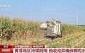 黄淮地区阴雨农户秋收受阻，收购商：严重霉变玉米只能卖两三毛一斤