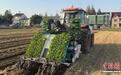 上海试点机械化“稻油”轮作模式 科技赋能助力产业增效