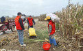 驻马店市涉台系统全力以赴帮助台胞进行“抢收抢烘”