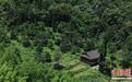 广西桂林：“植物界大熊猫”银杉最高树龄达500年