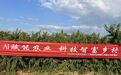 六月桃香里的AI公益：百域科技六千斤桃子的助农答卷