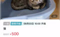 狸花猫“卖身”抵债，起拍价500元20多人报名，宠物店：法院送来寄养，已在店两年多