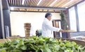 湖南桂东：夏茶采制忙(13)