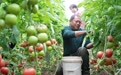 山东定陶：冬日大棚蔬菜生产忙