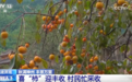传统与现代融合“交响” 古村落呈现“人来、村活、业兴、文盛”繁荣景象