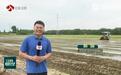 【最是一年好丰景】从试种到推广 优良品种助农增收添底气！江苏水稻播栽进度超九成