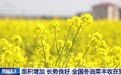 丰收在望！今年我国冬油菜面积1.1亿亩 连续7年增加