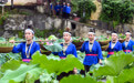 广西三江：荷花伴侗歌 农文旅融合引客来(6)