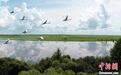 黑龙江三江国家级自然保护区打造跨国生态长廊 保护生物多样性