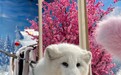 在武汉也可以撸雪狐了：5只东北雪狐“入职”雪场