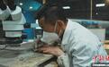 贵州化石修复师匠心妙手 再现三叠纪海洋生物群
