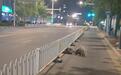 南京街头惊现两只长满刺的豪猪在夜跑