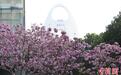 广东广州：紫花风铃木盛放