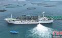 2025年海南海运活体鱼苗出口贸易拉开序幕