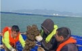 荷包岛生蚝：自然馈赠的海洋珍馐，成就高端品质
