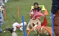 国内首个，萌犬集结！成都森犬乐园开放，解锁人宠同游新体验