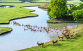 湿地生态美 夏日麋鹿欢