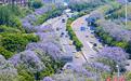 重庆街头蓝花楹盛开 城市道路变身“紫色花海”