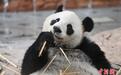 广东广州：大熊猫萌态十足