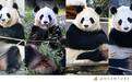 日本和歌山县4只大熊猫，将于6月底送返中国