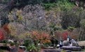 福州九峰村冬景迷人(6)