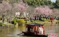 湖北迎樱花季“入境赏花”客盈门